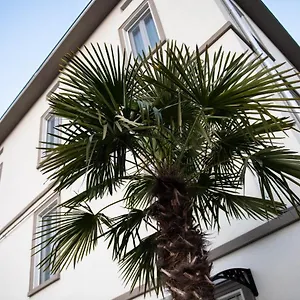 le-palme-residence.emilia-romagnahotels.net/